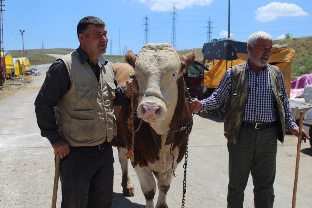Kurban Bayramı'na sayılı günler kaldı, kurban pazarları kuruldu