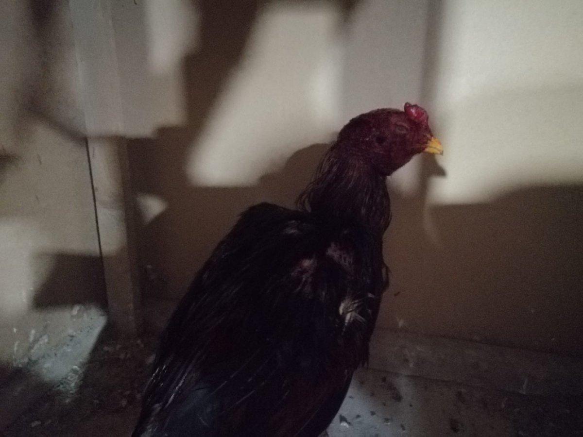 Gaziantep'te horoz dövüştüren 40 kişi, 60 bin lira ceza ödedi