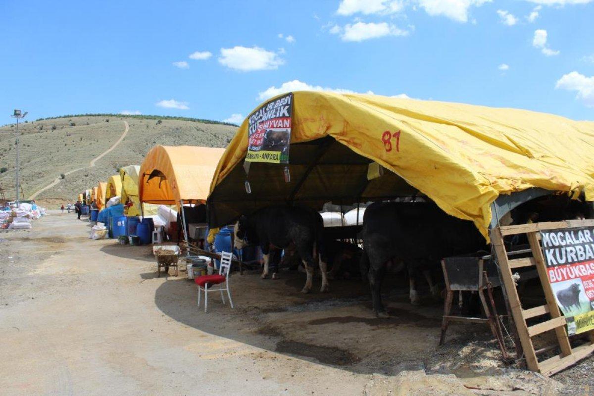 Kurban Bayramı'na sayılı günler kaldı, kurban pazarları kuruldu