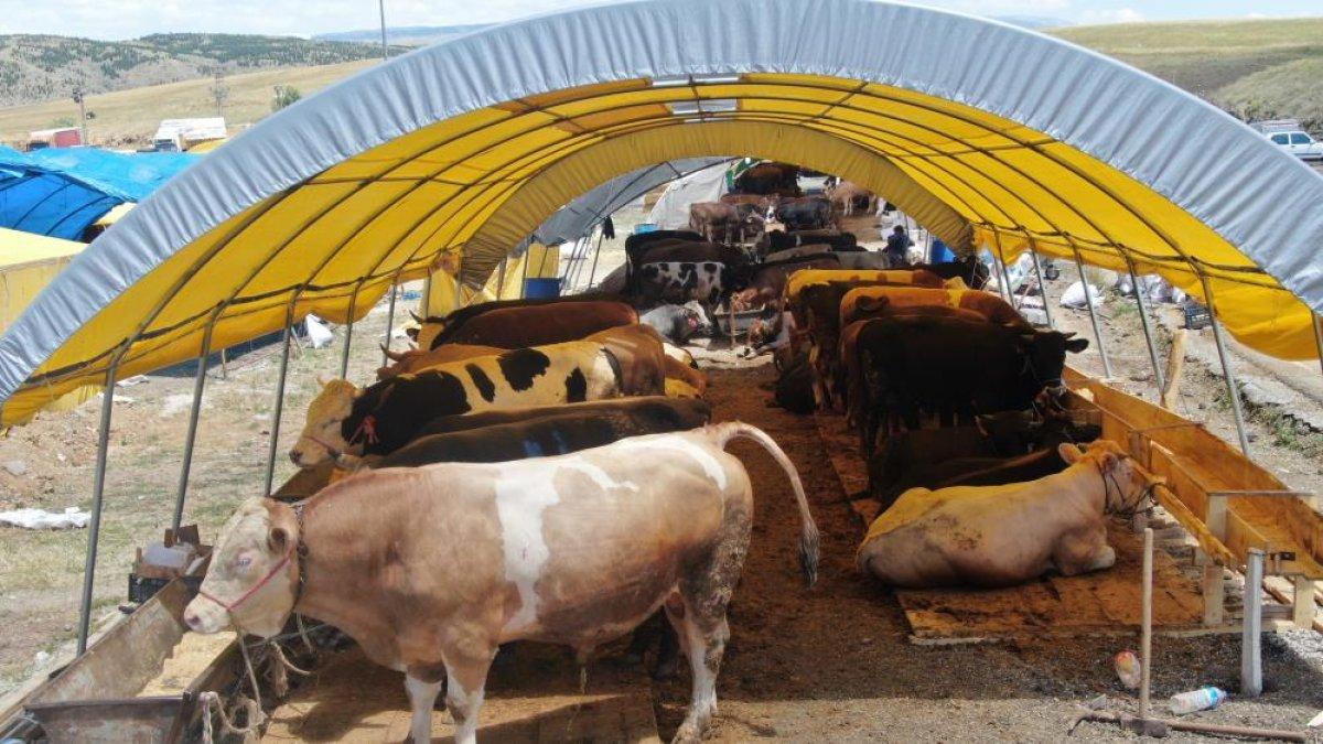 Kurban Bayramı'na sayılı günler kaldı, kurban pazarları kuruldu