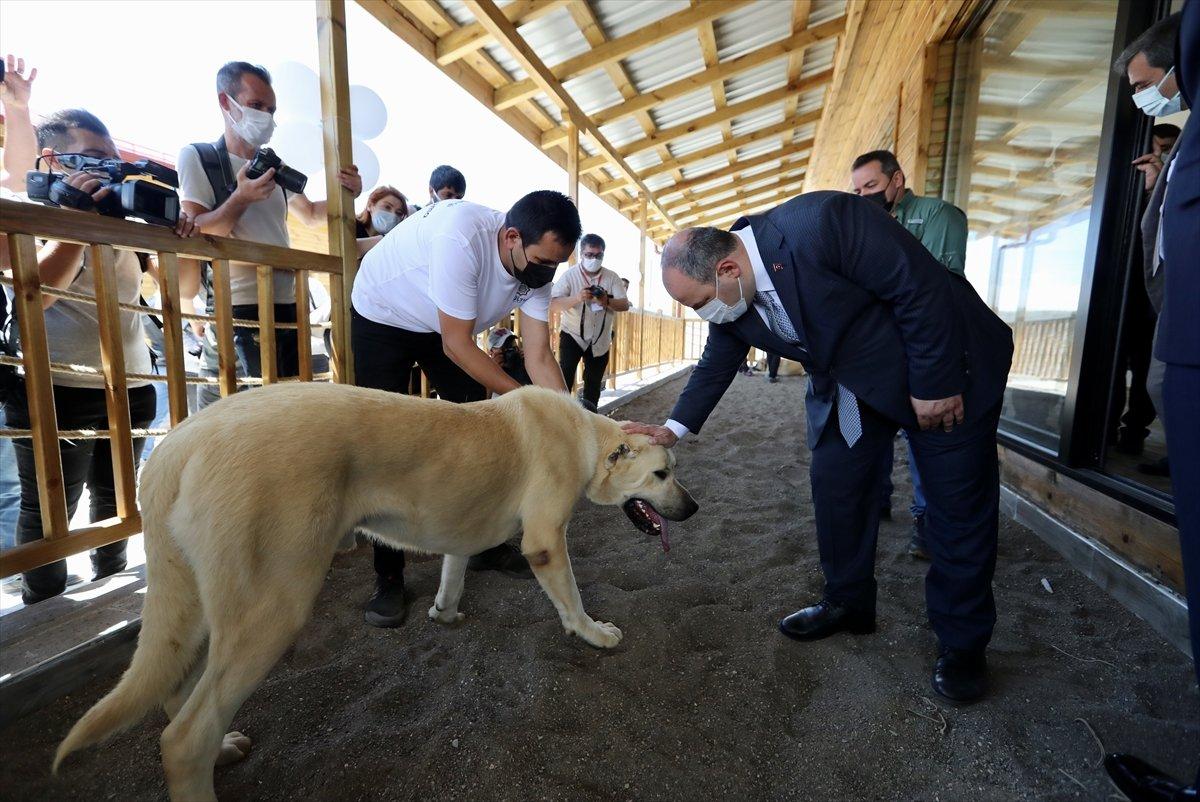 Sivas'ta kangal köpeği üretim ve eğitim merkezi açıldı