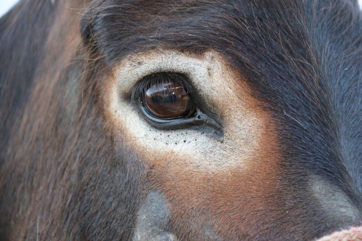 Akşehir'de en hızlı ve en güzel gözlü eşek yarışları yapıldı
