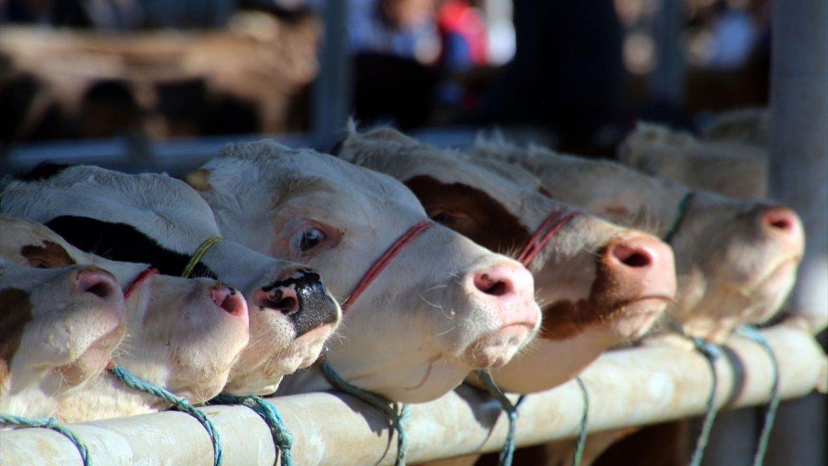 Kurban satış ve kesim yerlerinde alınacak tedbirler açıklandı