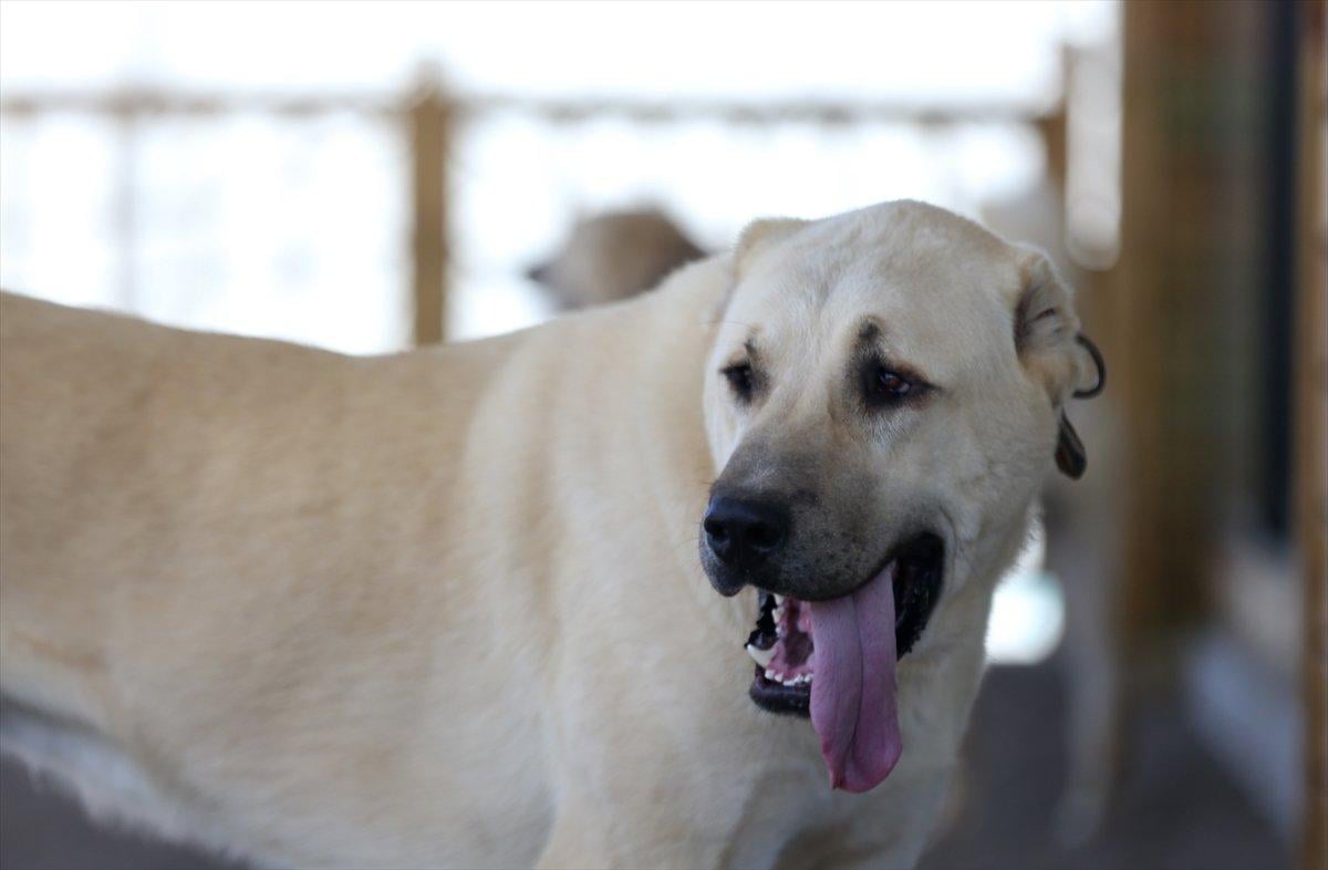Sivas'ta kangal köpeği üretim ve eğitim merkezi açıldı