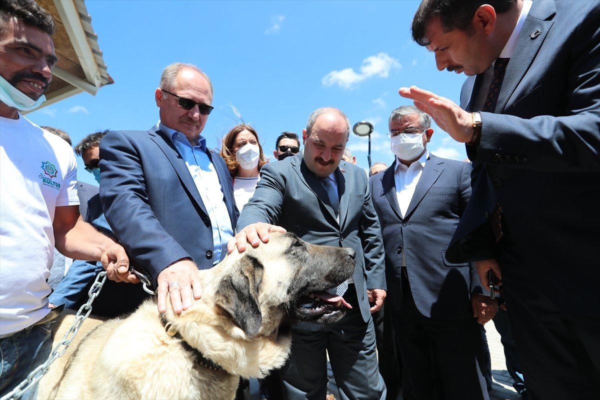 Sivas'ta kangal köpeği üretim ve eğitim merkezi açıldı