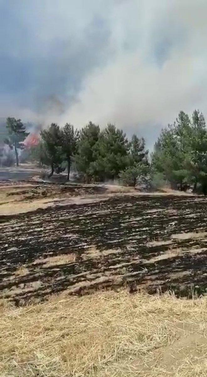 Denizli’de ormanlık alanda yangın