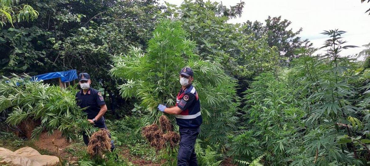 Rize'de mısır tarlasına ekilmiş kenevir bulundu