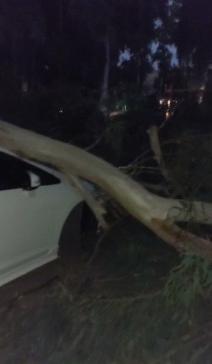 Mersin’de piknik alanındaki ağaçlar, araçların üzerine devrildi