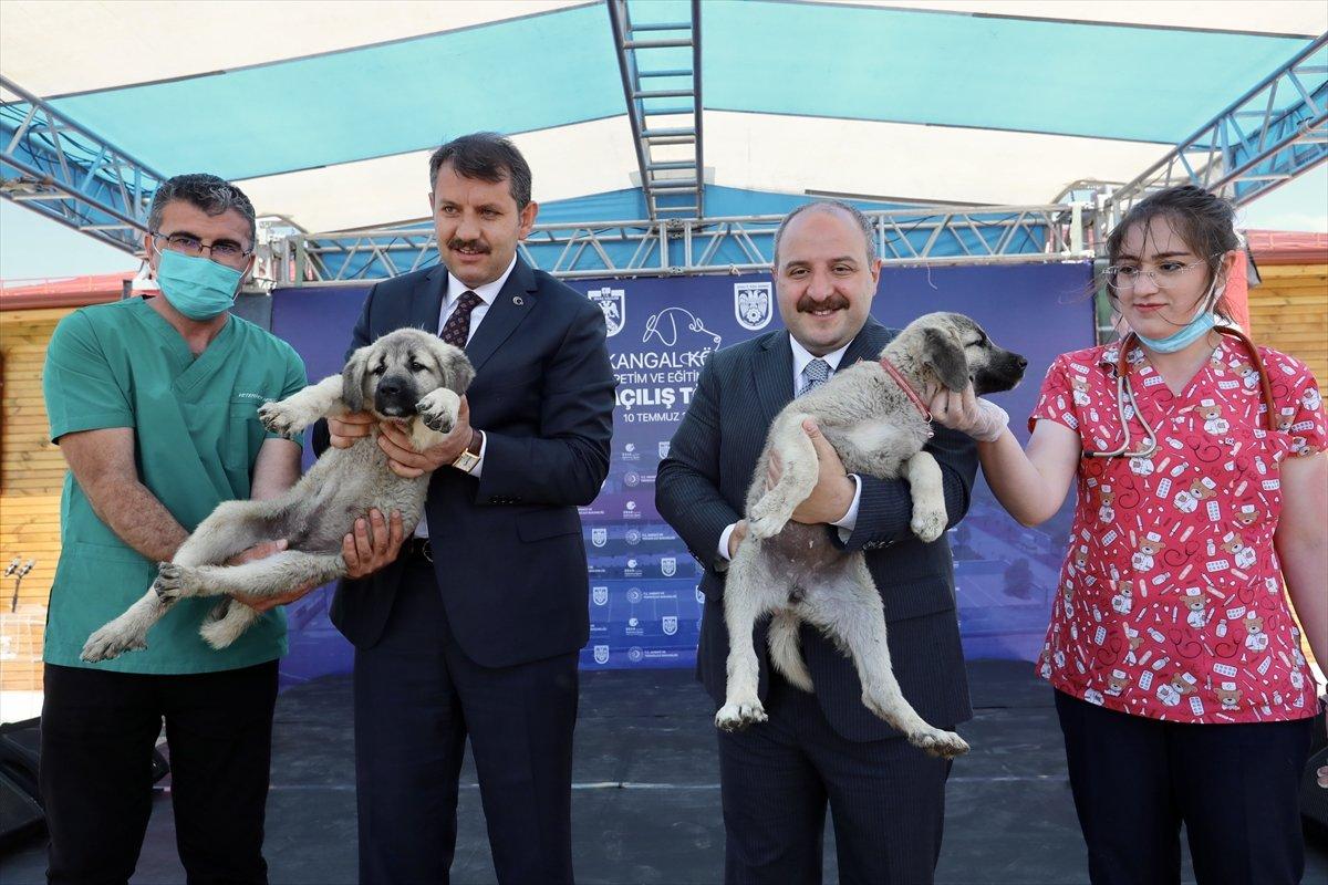 Sivas'ta kangal köpeği üretim ve eğitim merkezi açıldı