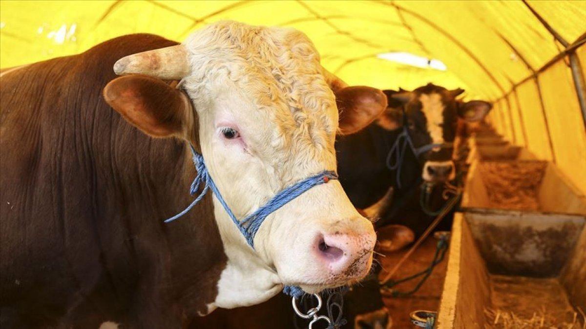 Kurban satış ve kesim yerlerinde alınacak tedbirler açıklandı