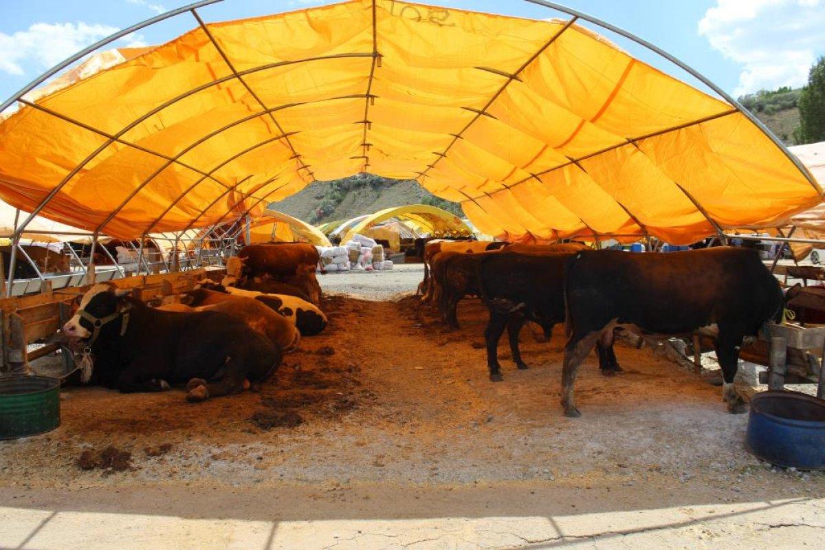 Kurban Bayramı'na sayılı günler kaldı, kurban pazarları kuruldu