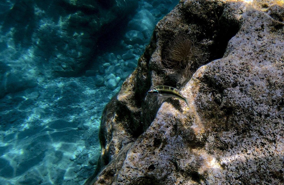 Suluada'ya ziyaretçi akını