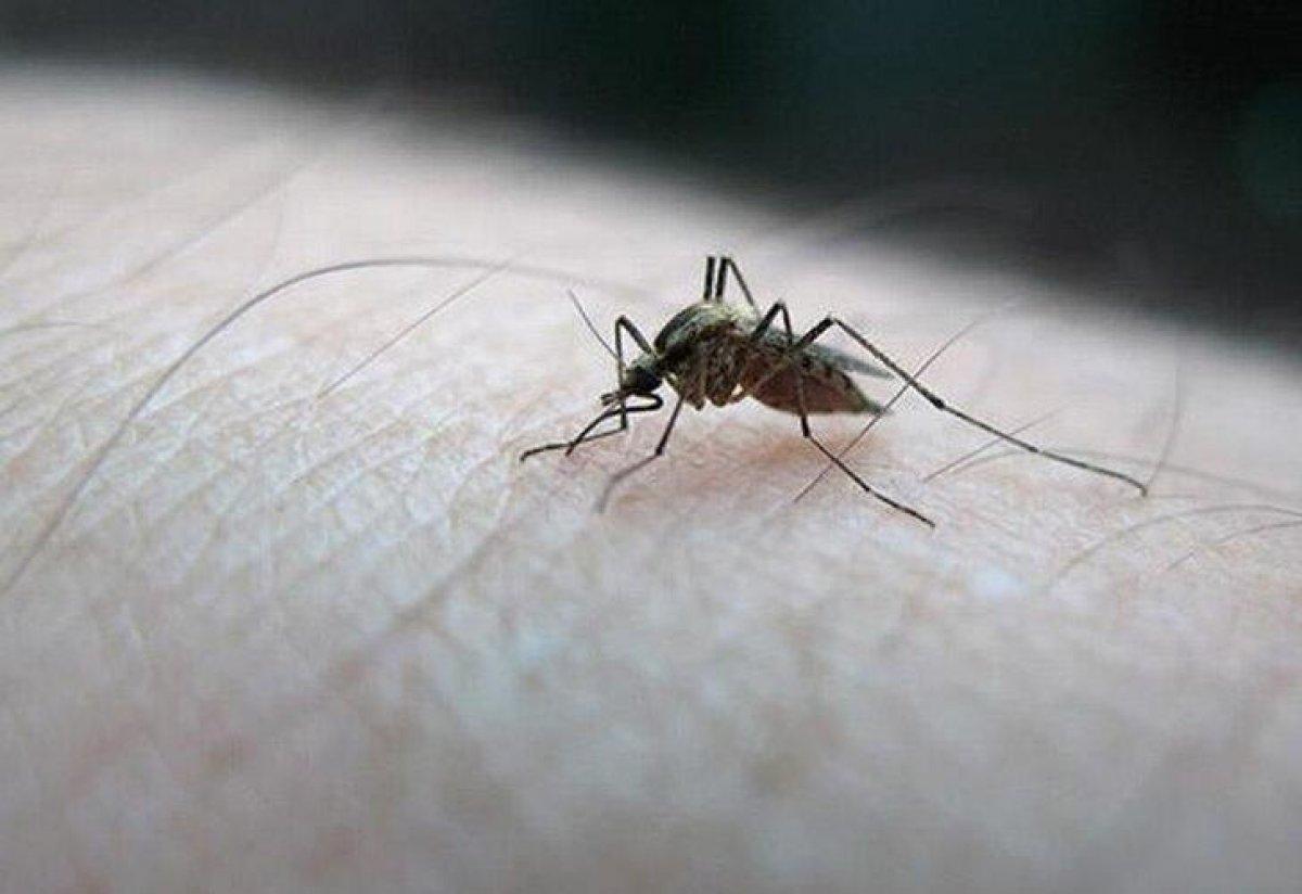 Kabus geri döndü! Zika virüsü nedir, belirtileri nelerdir? İşte tedavi yöntemleri...