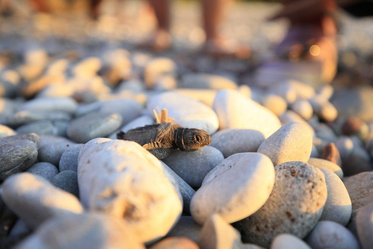 Caretta cerettalar denize doğru ilerliyor