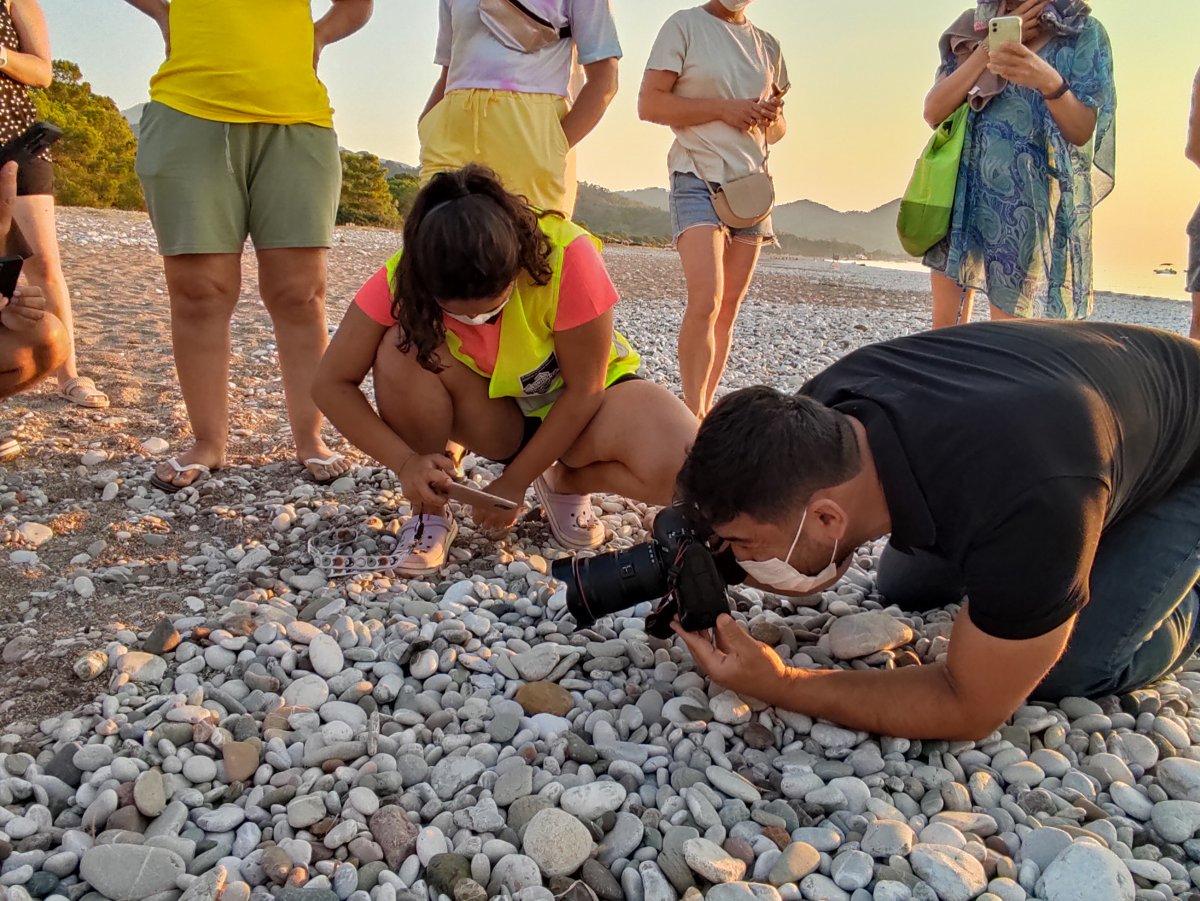 Caretta cerettalar denize doğru ilerliyor