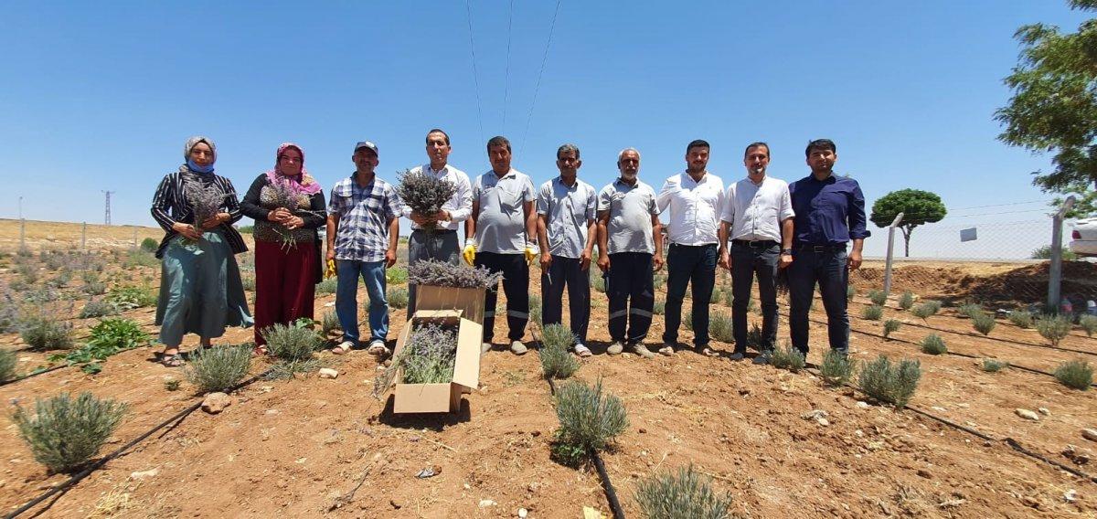 Terörden arındırılan Şuruç'ta ilk defa lavanta yetiştirildi