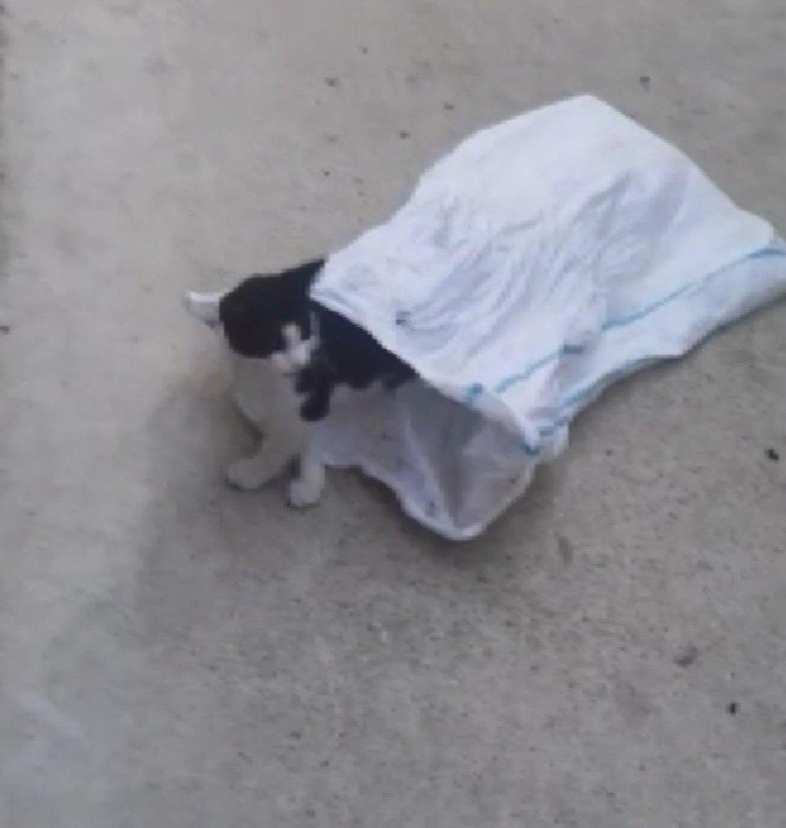 İstanbul'da kediyi çuvala koyup evin bahçesine attılar