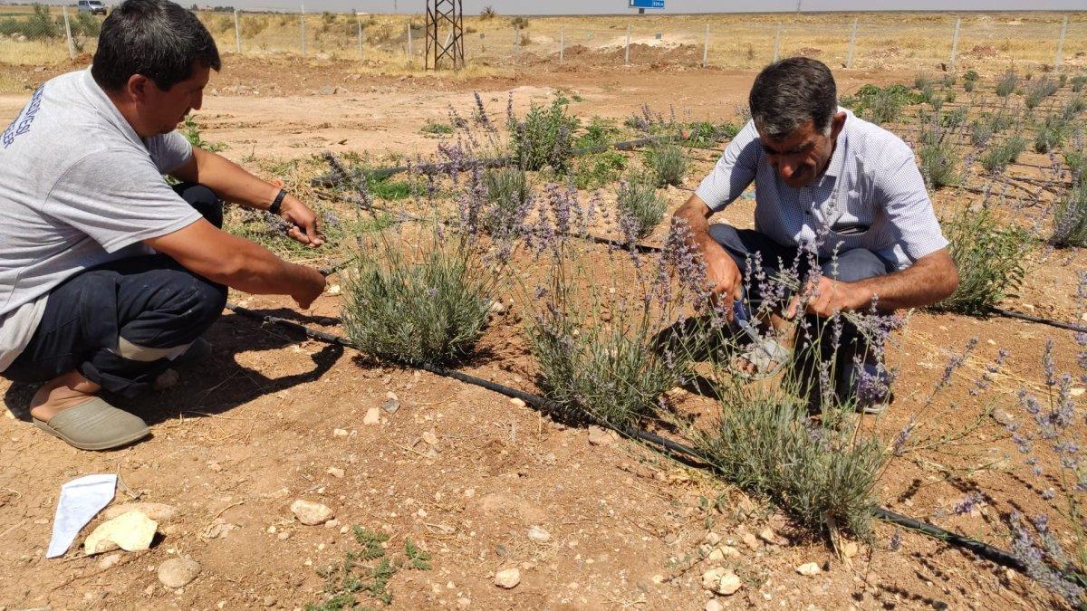 Terörden arındırılan Şuruç'ta ilk defa lavanta yetiştirildi