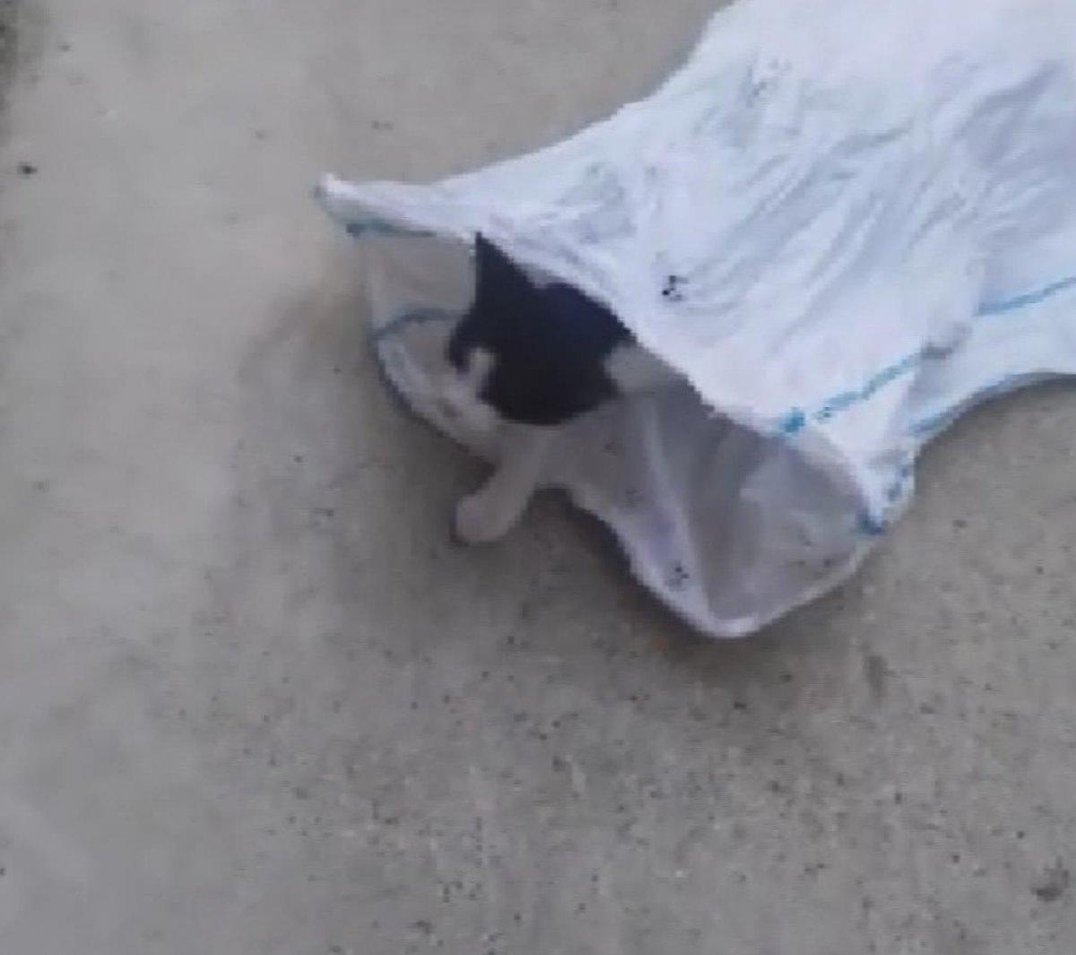 İstanbul'da kediyi çuvala koyup evin bahçesine attılar