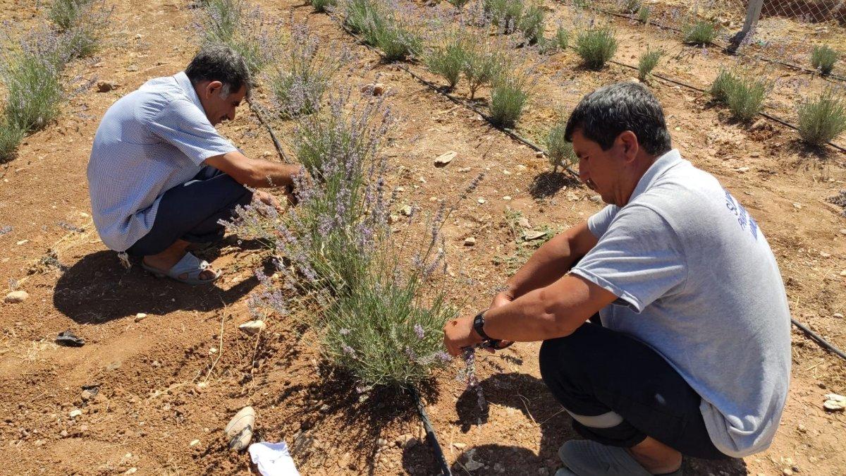 Terörden arındırılan Şuruç'ta ilk defa lavanta yetiştirildi