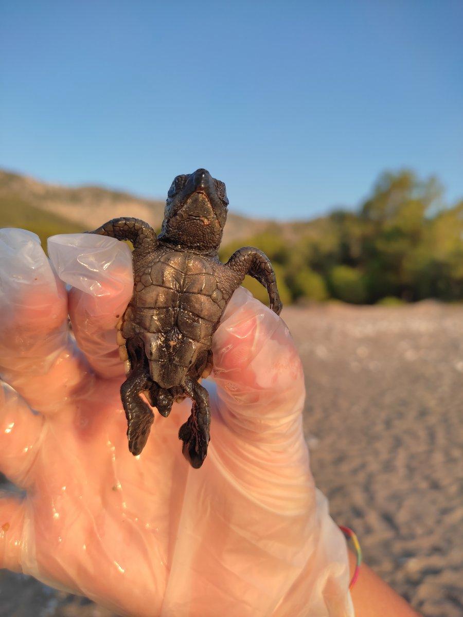 Caretta cerettalar denize doğru ilerliyor