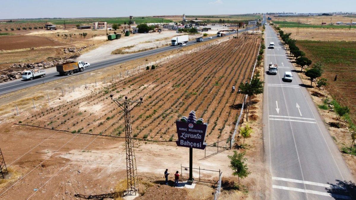 Terörden arındırılan Şuruç'ta ilk defa lavanta yetiştirildi