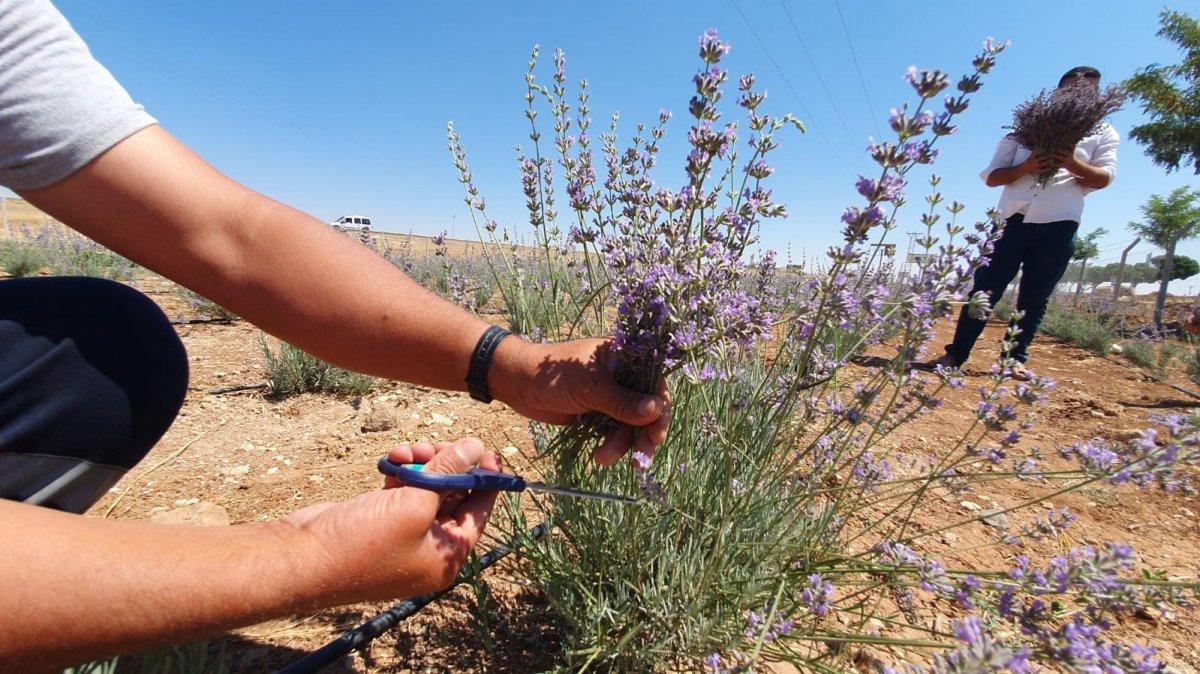 Terörden arındırılan Şuruç'ta ilk defa lavanta yetiştirildi