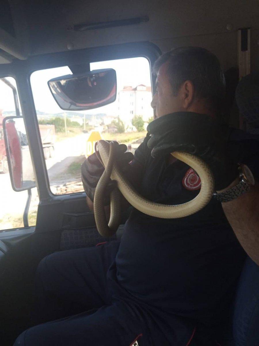 Sakarya'daki itfaiye, eliyle yakaladığı yılanı doğaya saldı