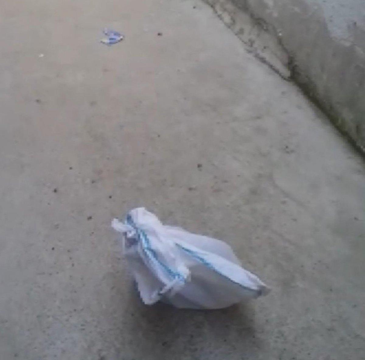 İstanbul'da kediyi çuvala koyup evin bahçesine attılar