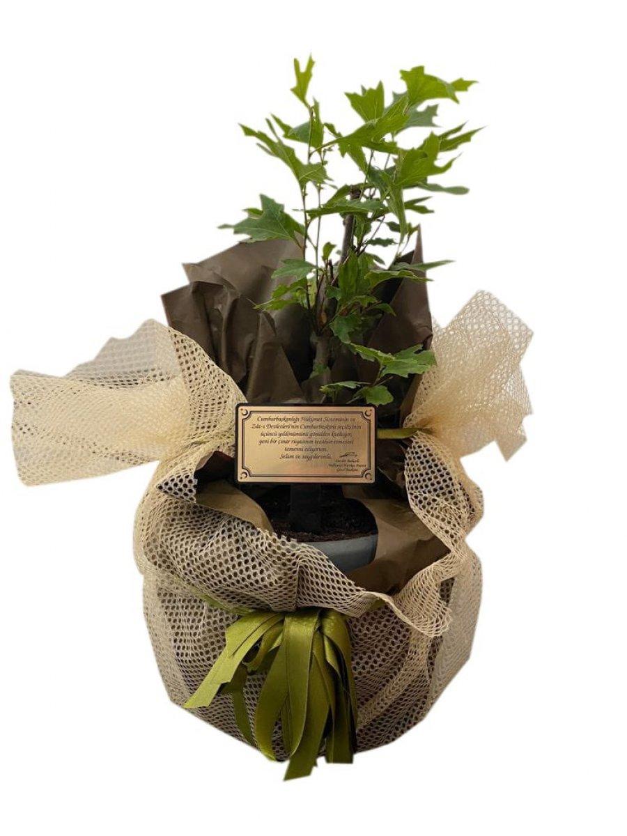 Devlet Bahçeli'den Cumhurbaşkanı Erdoğan'a yıl dönümü fidanı