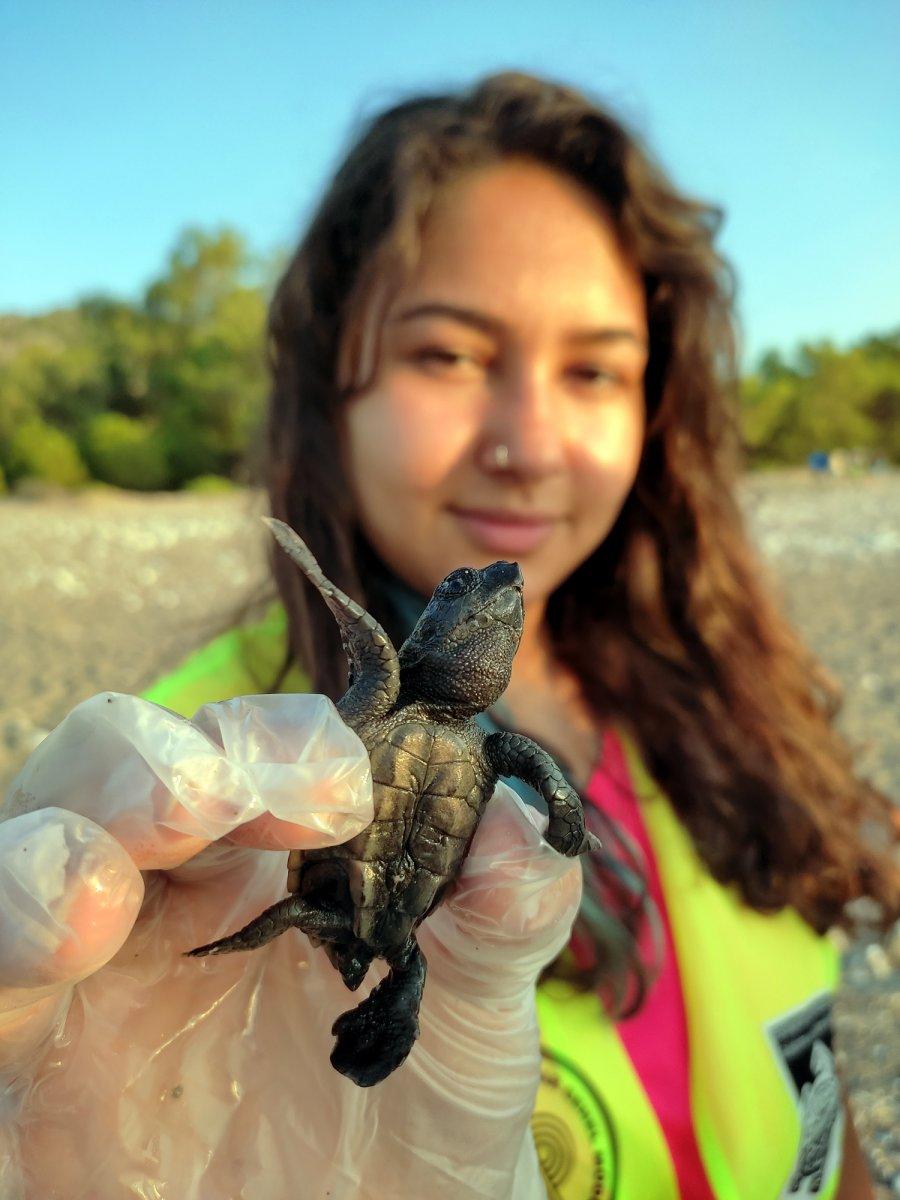 Caretta cerettalar denize doğru ilerliyor