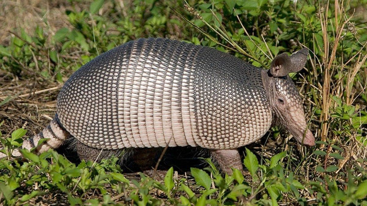 Armadillo nedir