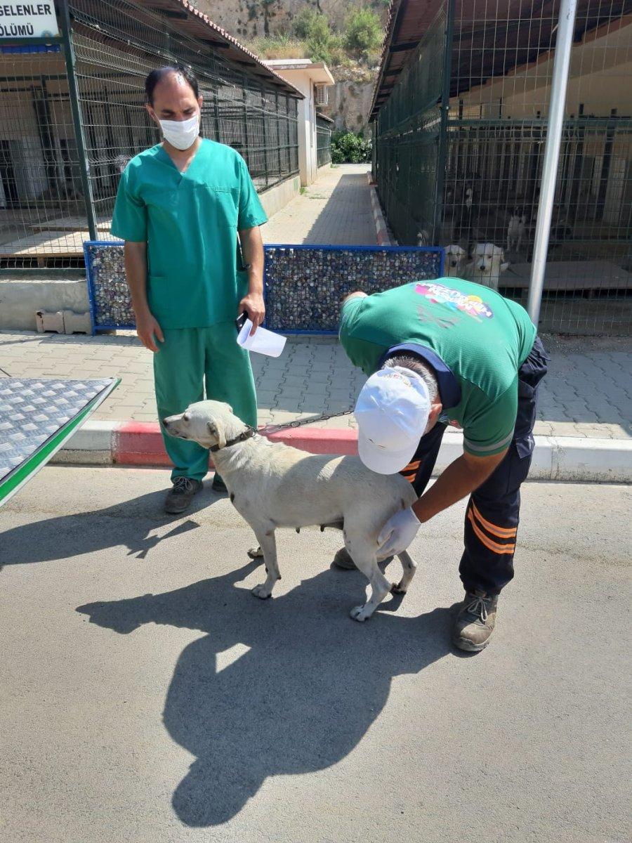 Mersin'de köpeği motosikletin arkasına bağlayıp sürükledi