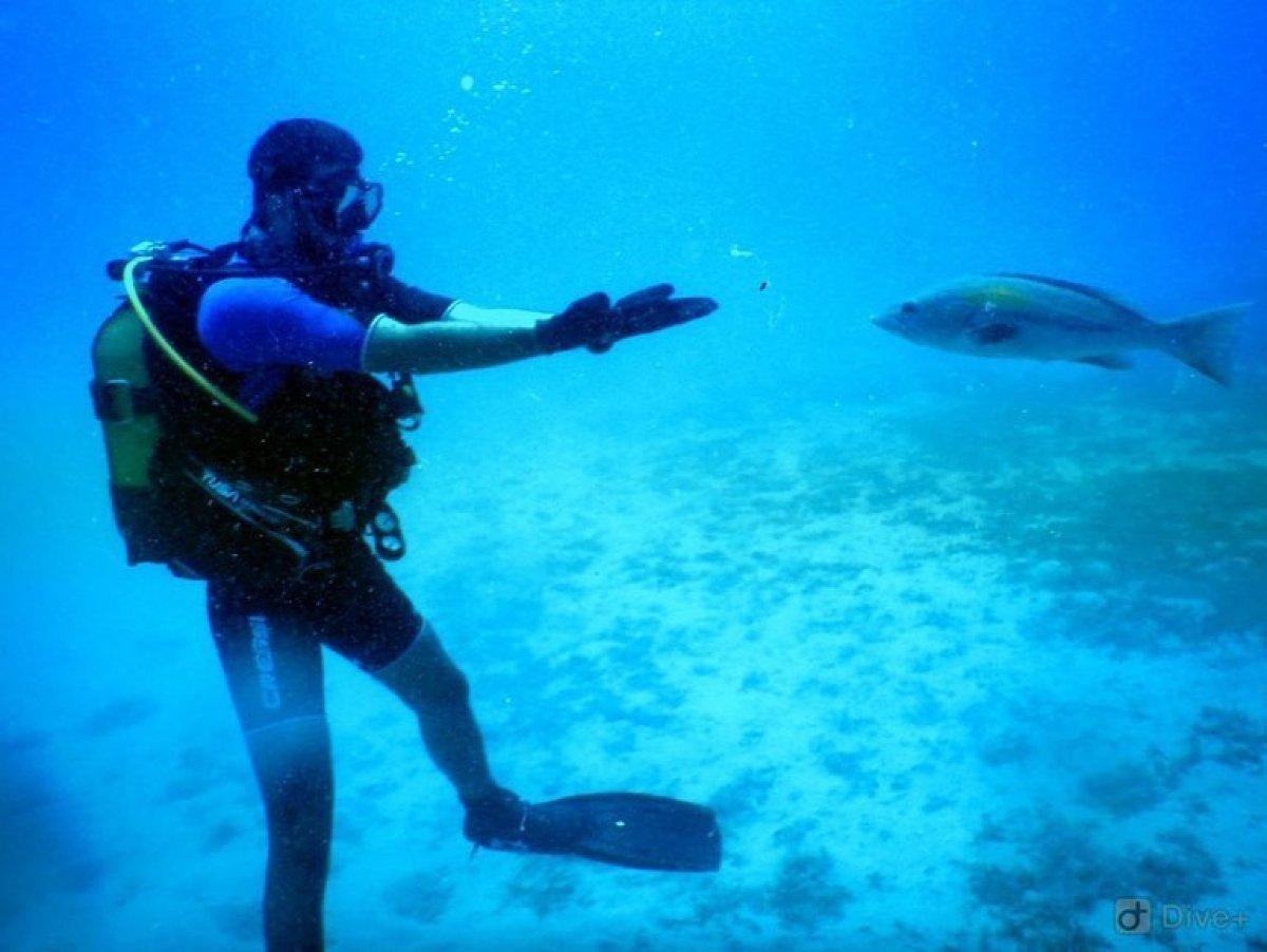 Engin Akyürek: Zıpkına değil, sevgiye gelirler