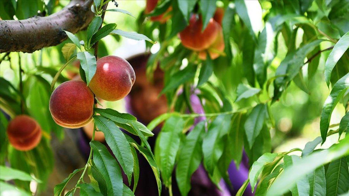 Yaz aylarında en sık görülen alerjiler