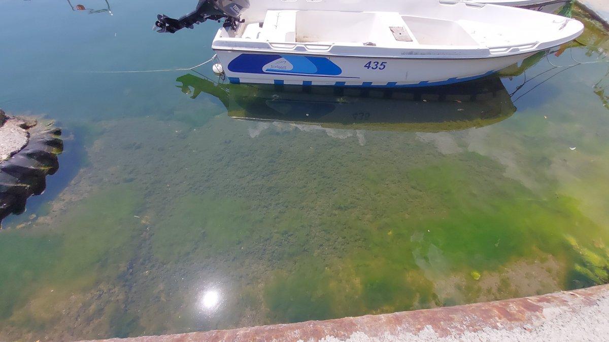 Tekirdağ’da 15 gündür müsilajdan eser yok