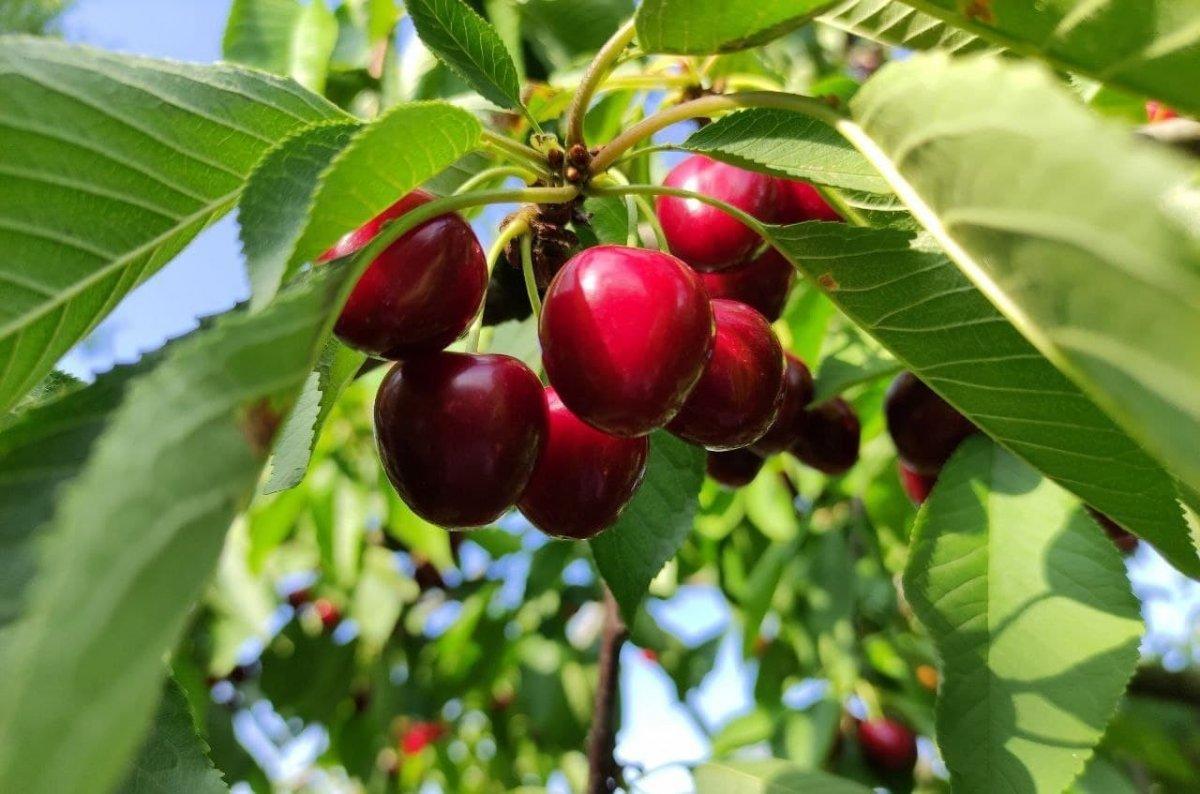 Sultandağı kirazı üreticisini sevindirdi