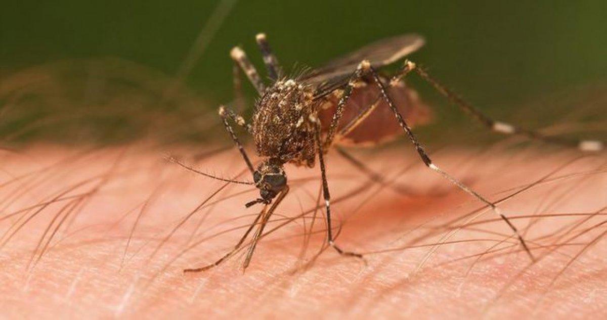 Sivrisinek ısırığına ne iyi gelir? Sivrisinek kaşıntısını geçiren yöntemler