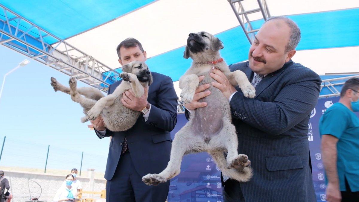 Varank'ın can dostu Anadolu Aslanı'na teknolojik tesis