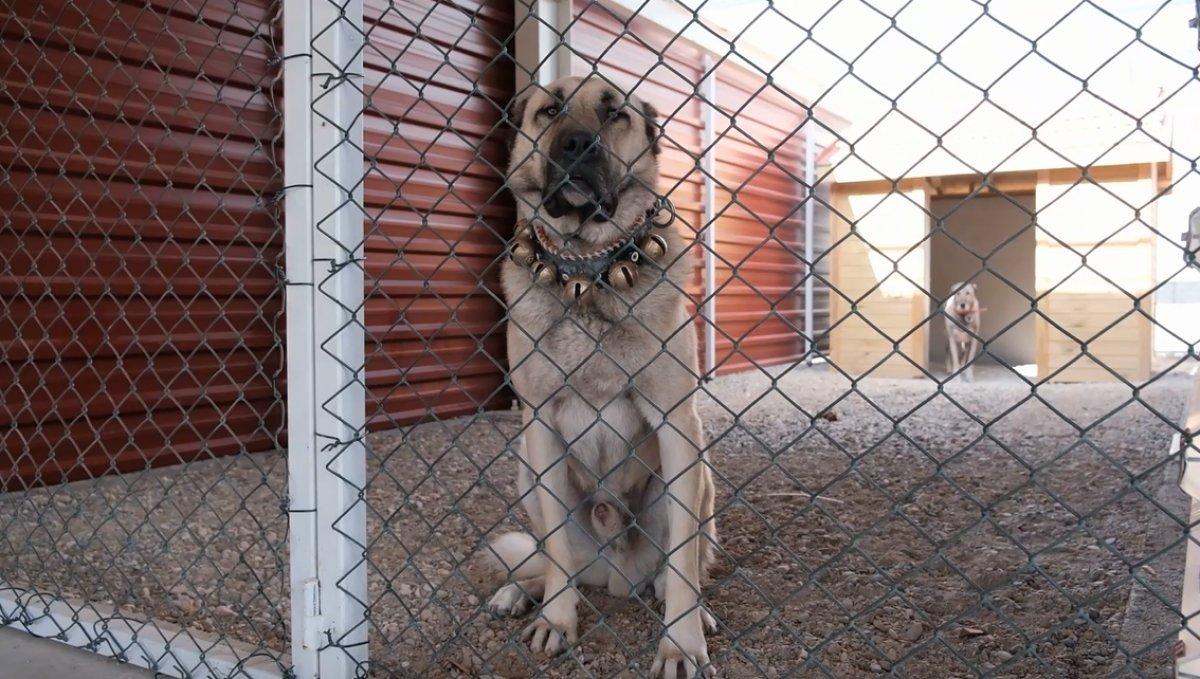 Kangal yetiştirme tesisi açıldı