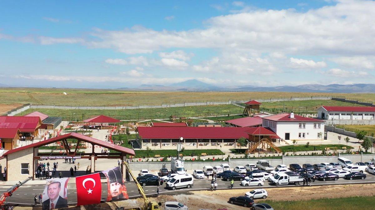 Kangal yetiştirme tesisi açıldı