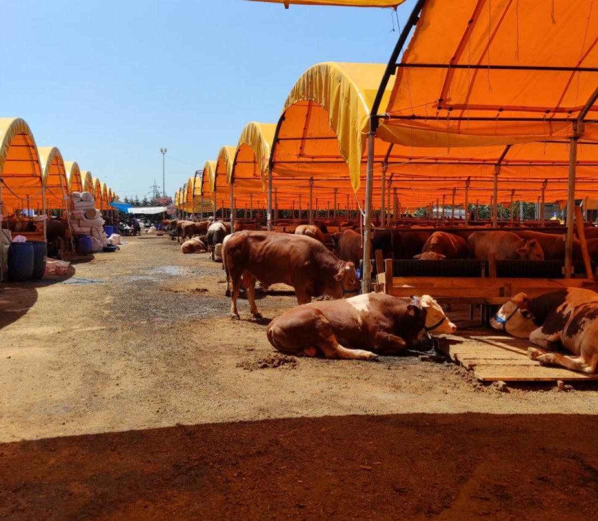 Aşılanma hızlandı, kurban pazarlarında tokalaşma geri geldi