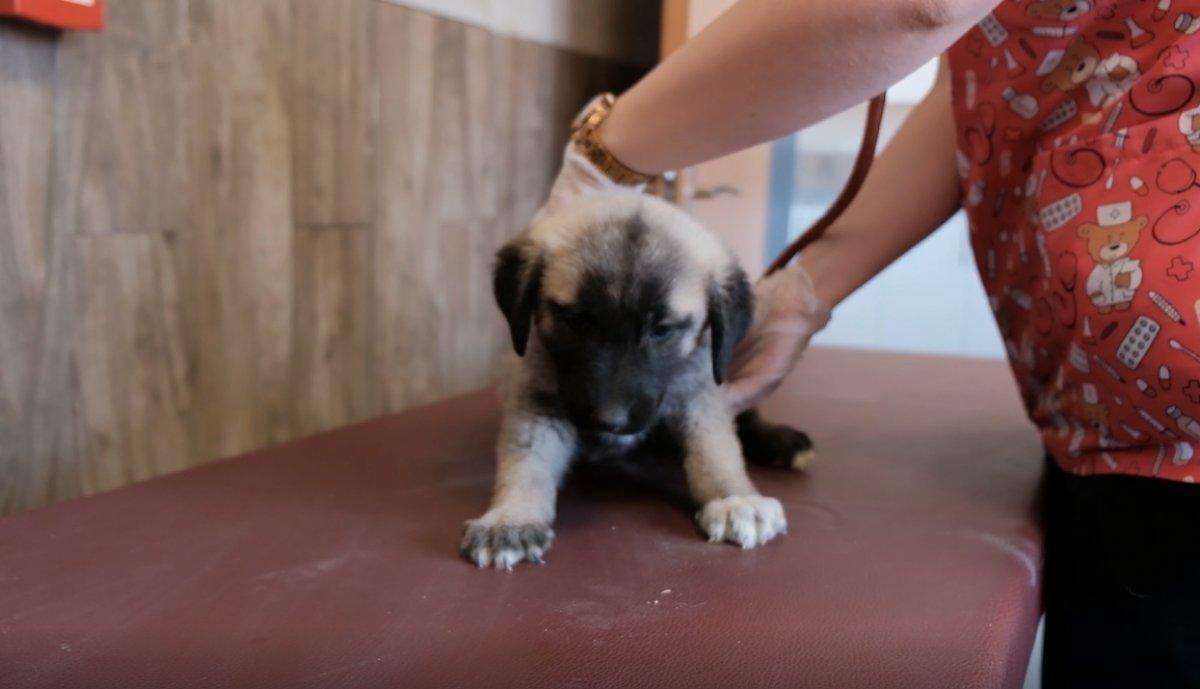 Kangal yetiştirme tesisi açıldı