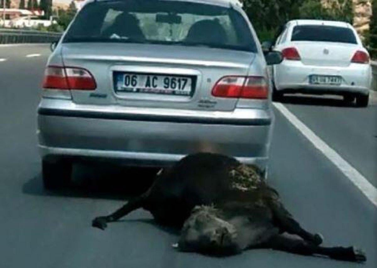 Ankara'daki sürücü, ölü ineği aracın arkasında sürükledi