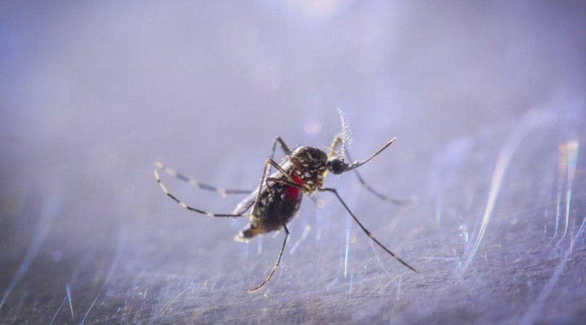 İstanbul'da Asya Kaplan Sivrisineği istilası