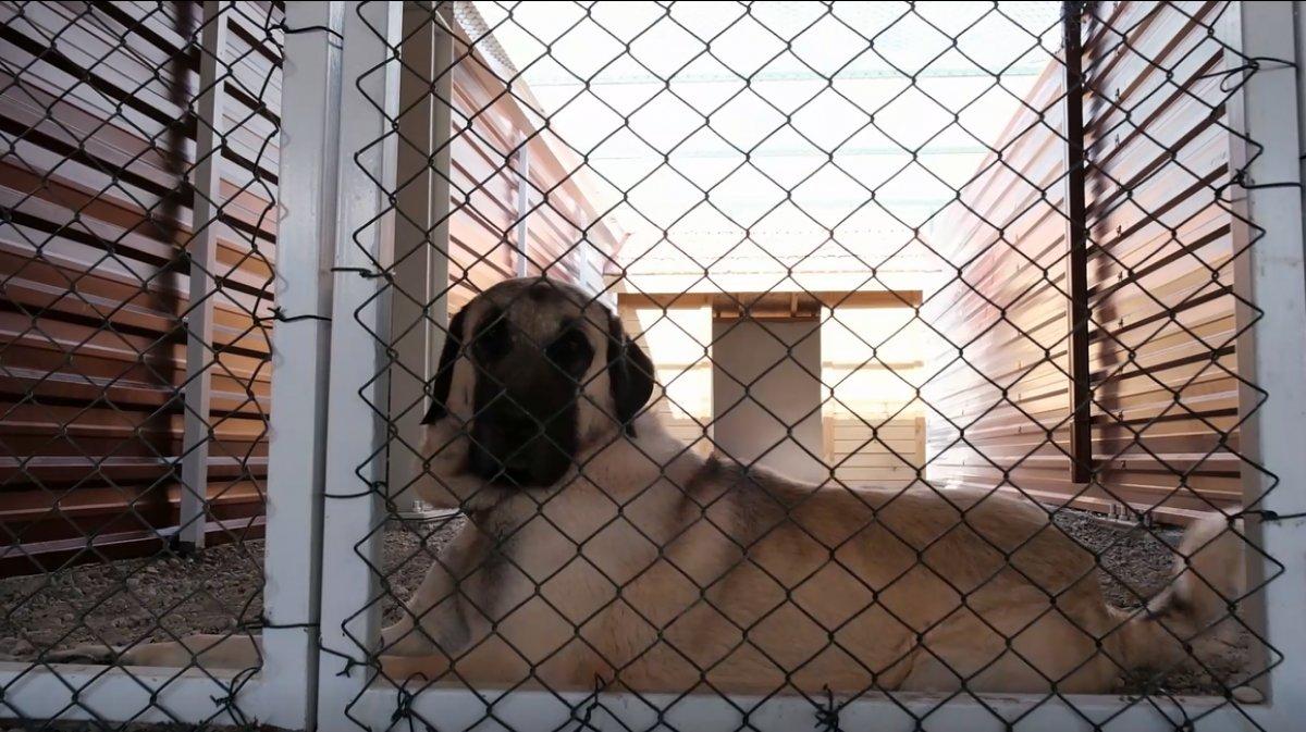 Kangal yetiştirme tesisi açıldı