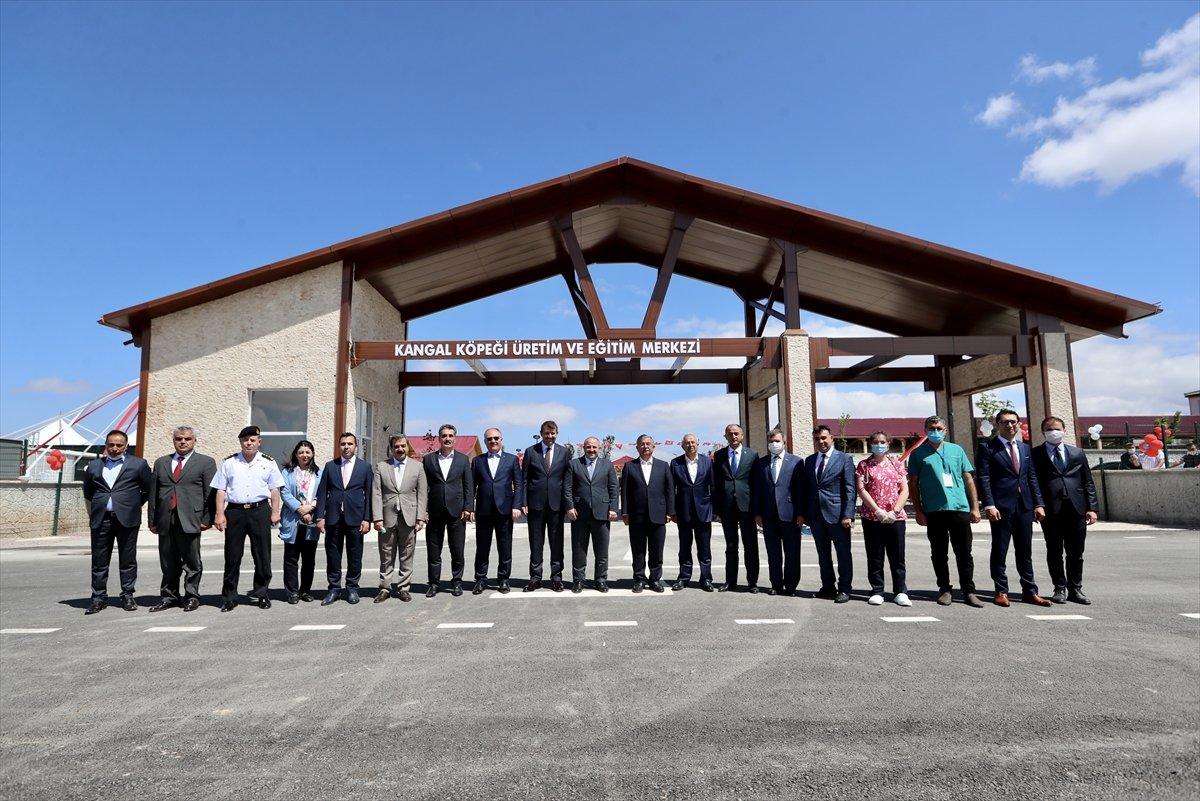 Varank'ın can dostu Anadolu Aslanı'na teknolojik tesis