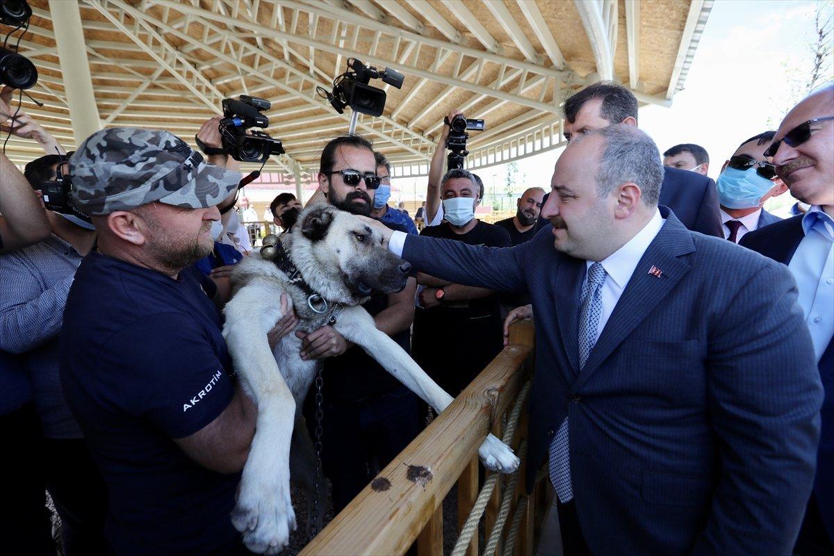 Varank'ın can dostu Anadolu Aslanı'na teknolojik tesis