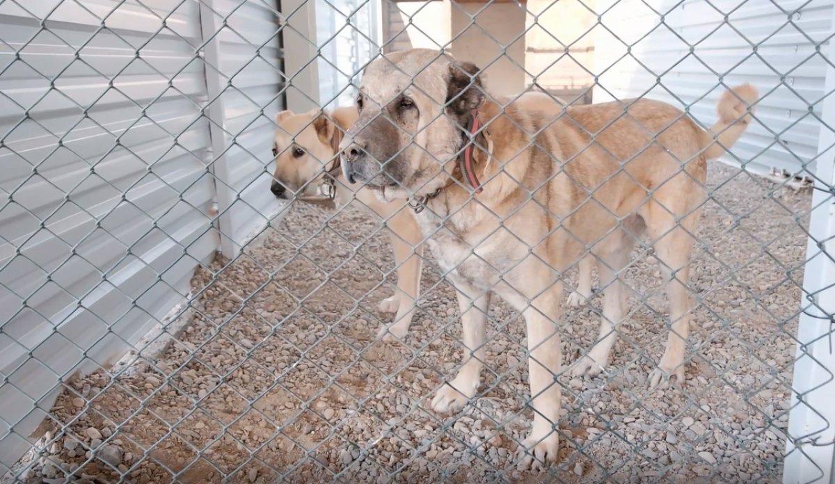 Kangal yetiştirme tesisi açıldı