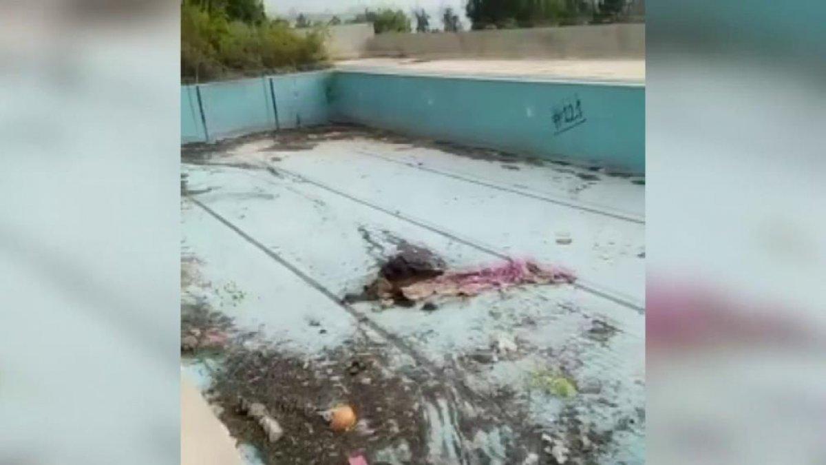 Adana'da bir köpek bıçaklanarak öldürüldü